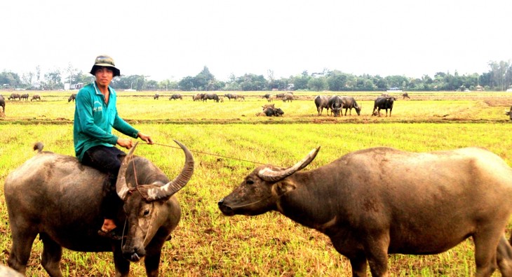 Nước tràn đồng, nhớ mùa len trâu - ảnh 16