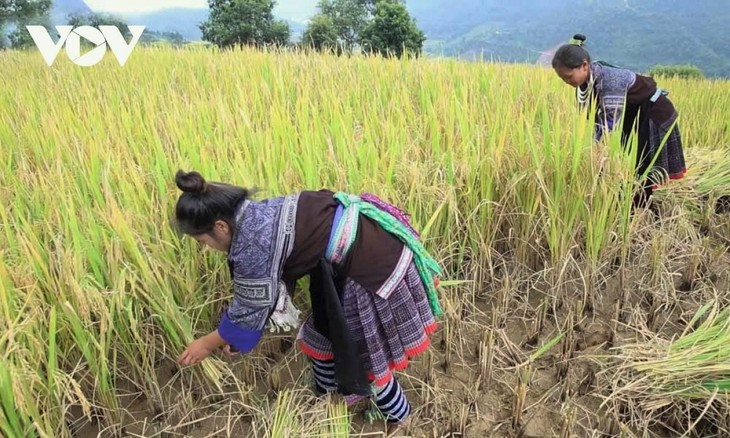 Nhộn nhịp mùa vàng trên cánh đồng Mường Than, Lai Châu - ảnh 6