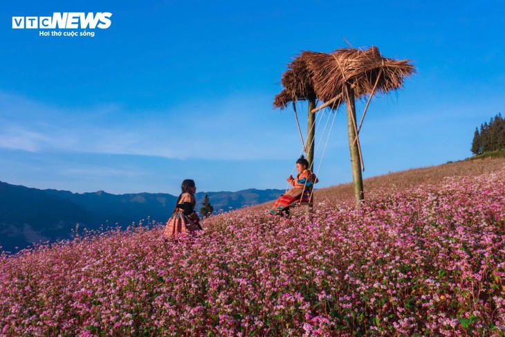 Thảo nguyên ở Hà Giang đẹp như 'Thụy Sĩ thu nhỏ' giữa mùa hoa tam giác mạch - ảnh 4