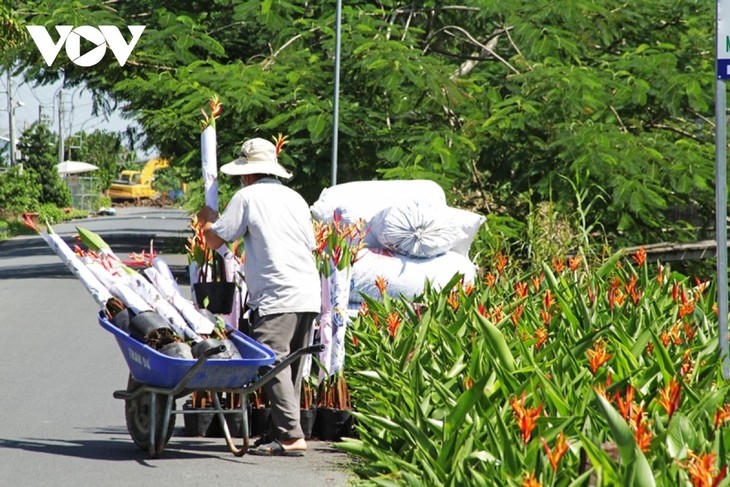 Rực rỡ sắc xuân ở làng hoa Sa Đéc - thủ phủ hoa lớn nhất miền Tây - ảnh 11