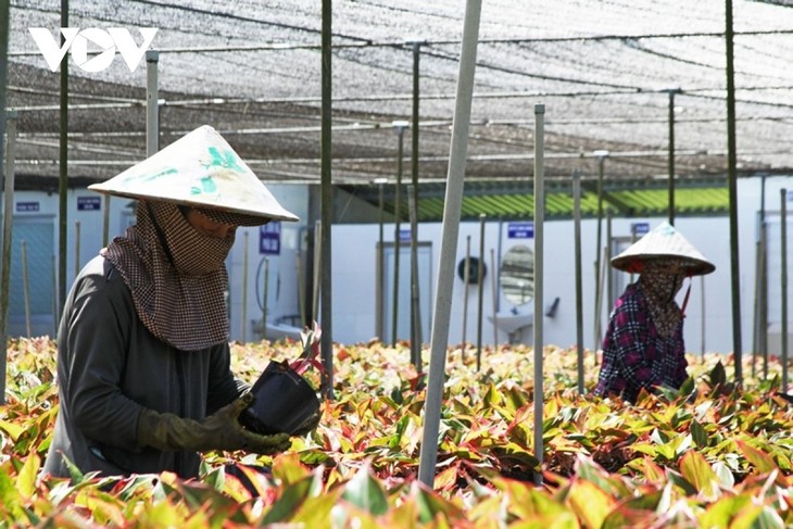 Rực rỡ sắc xuân ở làng hoa Sa Đéc - thủ phủ hoa lớn nhất miền Tây - ảnh 15