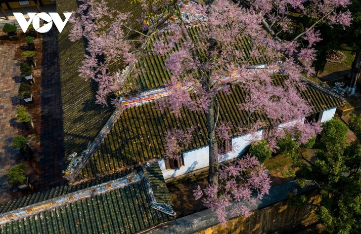 Ngắm “vương giả chi hoa” khoe sắc trong Quần thể di tích cố đô Huế - ảnh 12