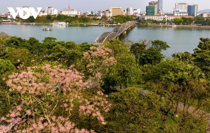 Ngắm “vương giả chi hoa” khoe sắc trong Quần thể di tích cố đô Huế - ảnh 6