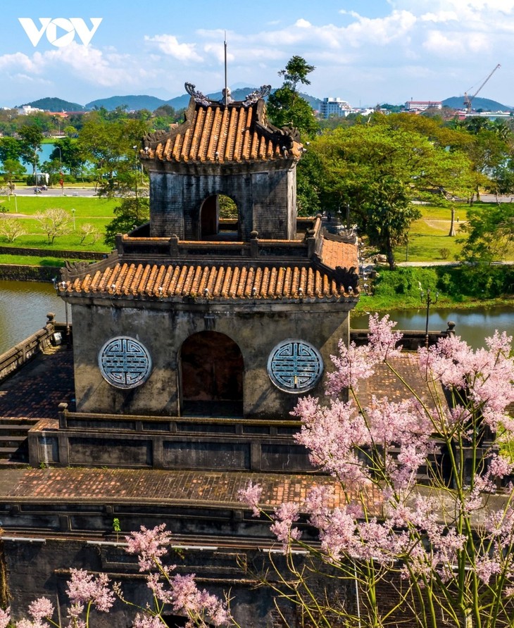 Ngắm “vương giả chi hoa” khoe sắc trong Quần thể di tích cố đô Huế - ảnh 8