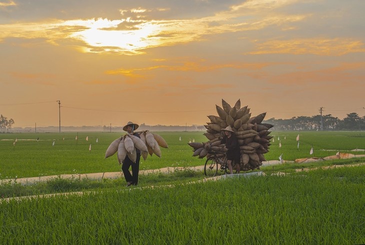Làng nghề đan đó Thủ Sỹ - nơi lưu giữ hồn tre Việt  - ảnh 8