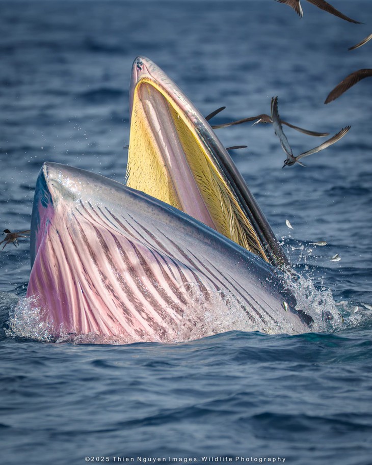 Bộ ảnh “Hành trình theo dấu cá voi Bryde ở Nhơn Lý” thắng lớn tại Giải thưởng Nhiếp ảnh Heritage 2025 - ảnh 12