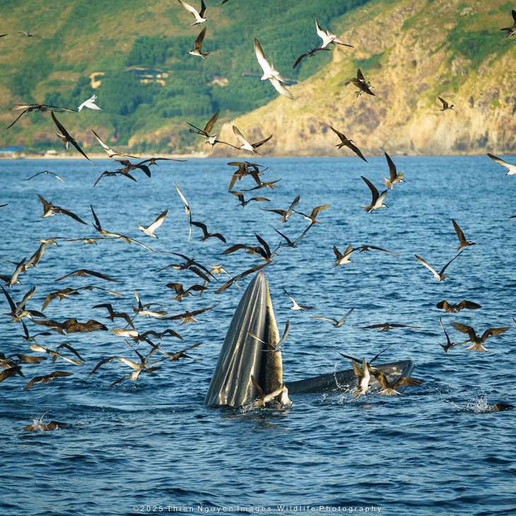 Bộ ảnh “Hành trình theo dấu cá voi Bryde ở Nhơn Lý” thắng lớn tại Giải thưởng Nhiếp ảnh Heritage 2025 - ảnh 13