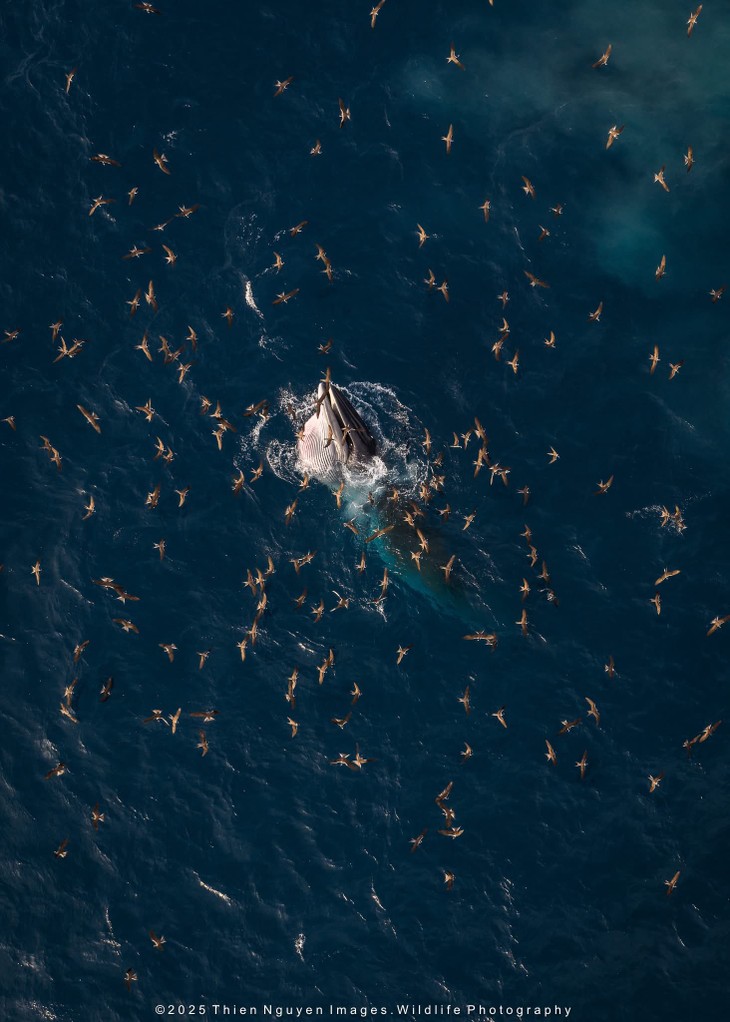 Bộ ảnh “Hành trình theo dấu cá voi Bryde ở Nhơn Lý” thắng lớn tại Giải thưởng Nhiếp ảnh Heritage 2025 - ảnh 17