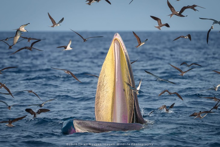 Bộ ảnh “Hành trình theo dấu cá voi Bryde ở Nhơn Lý” thắng lớn tại Giải thưởng Nhiếp ảnh Heritage 2025 - ảnh 19