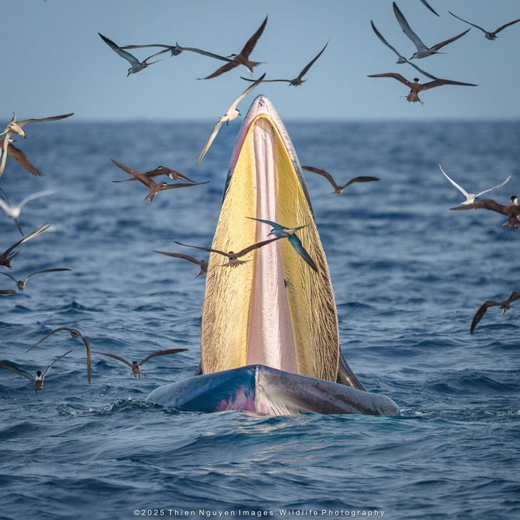 Bộ ảnh “Hành trình theo dấu cá voi Bryde ở Nhơn Lý” thắng lớn tại Giải thưởng Nhiếp ảnh Heritage 2025 - ảnh 20
