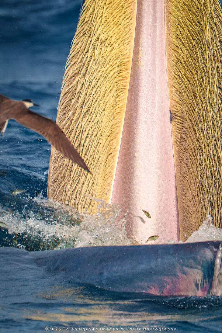 Bộ ảnh “Hành trình theo dấu cá voi Bryde ở Nhơn Lý” thắng lớn tại Giải thưởng Nhiếp ảnh Heritage 2025 - ảnh 21