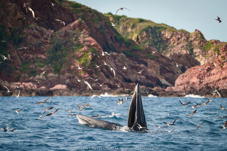 Bộ ảnh “Hành trình theo dấu cá voi Bryde ở Nhơn Lý” thắng lớn tại Giải thưởng Nhiếp ảnh Heritage 2025 - ảnh 22