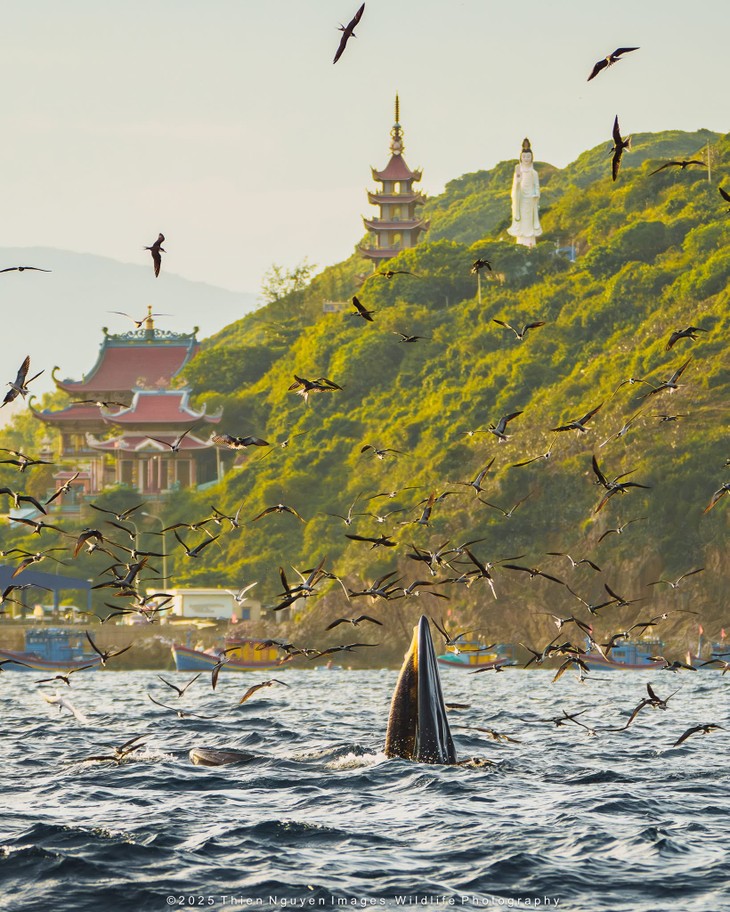 Bộ ảnh “Hành trình theo dấu cá voi Bryde ở Nhơn Lý” thắng lớn tại Giải thưởng Nhiếp ảnh Heritage 2025 - ảnh 23