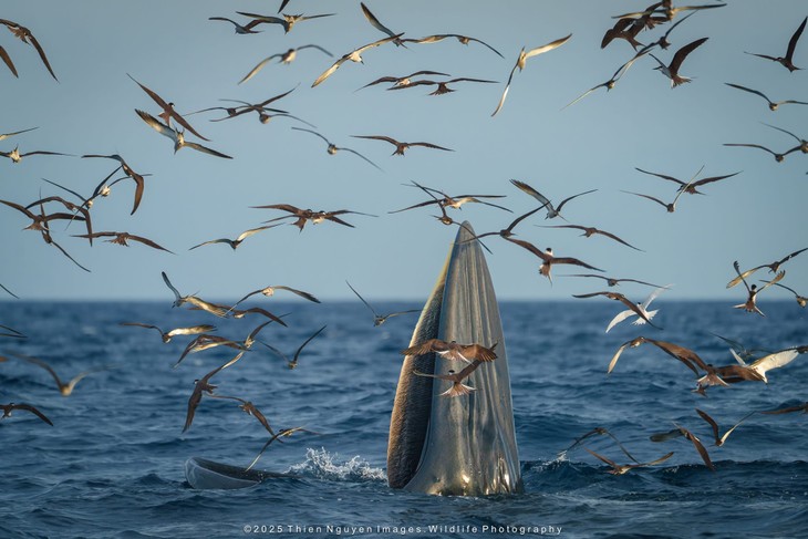 Bộ ảnh “Hành trình theo dấu cá voi Bryde ở Nhơn Lý” thắng lớn tại Giải thưởng Nhiếp ảnh Heritage 2025 - ảnh 2