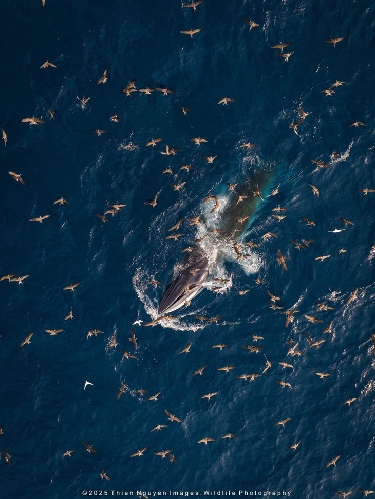 Bộ ảnh “Hành trình theo dấu cá voi Bryde ở Nhơn Lý” thắng lớn tại Giải thưởng Nhiếp ảnh Heritage 2025 - ảnh 4