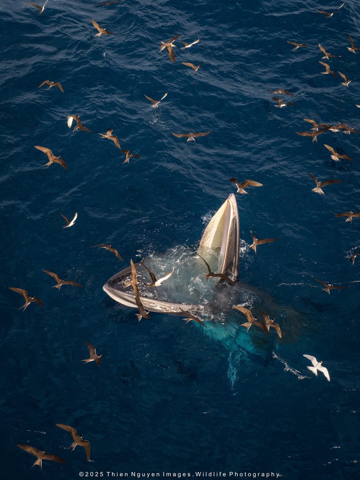 Bộ ảnh “Hành trình theo dấu cá voi Bryde ở Nhơn Lý” thắng lớn tại Giải thưởng Nhiếp ảnh Heritage 2025 - ảnh 5