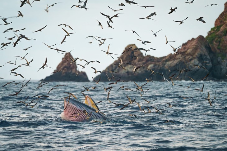 Bộ ảnh “Hành trình theo dấu cá voi Bryde ở Nhơn Lý” thắng lớn tại Giải thưởng Nhiếp ảnh Heritage 2025 - ảnh 7