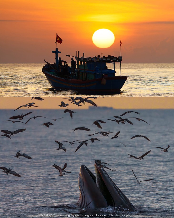 Bộ ảnh “Hành trình theo dấu cá voi Bryde ở Nhơn Lý” thắng lớn tại Giải thưởng Nhiếp ảnh Heritage 2025 - ảnh 8