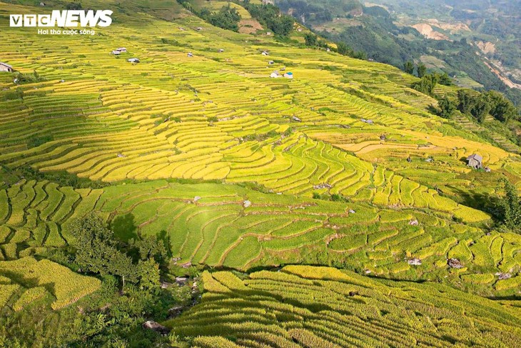 Y Tý mùa lúa chín - ảnh 4