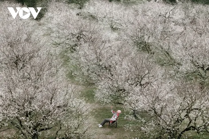 Sắc hoa gọi đông về trên cao nguyên Mộc Châu - ảnh 1