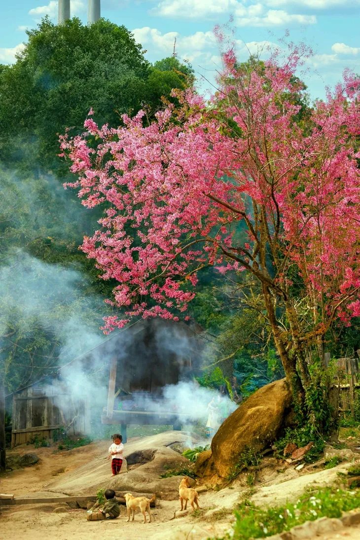 Mùa hoa anh đào bung nở nơi miền biên viễn Nghệ An - ảnh 7