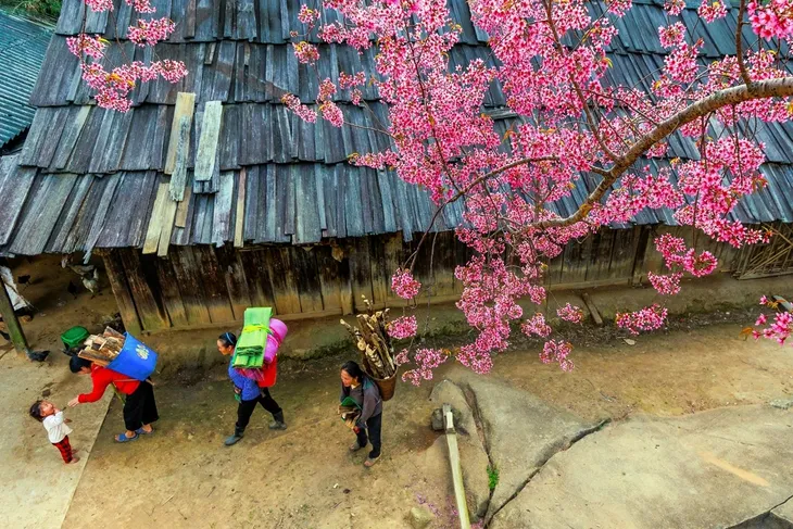 Mùa hoa anh đào bung nở nơi miền biên viễn Nghệ An - ảnh 3