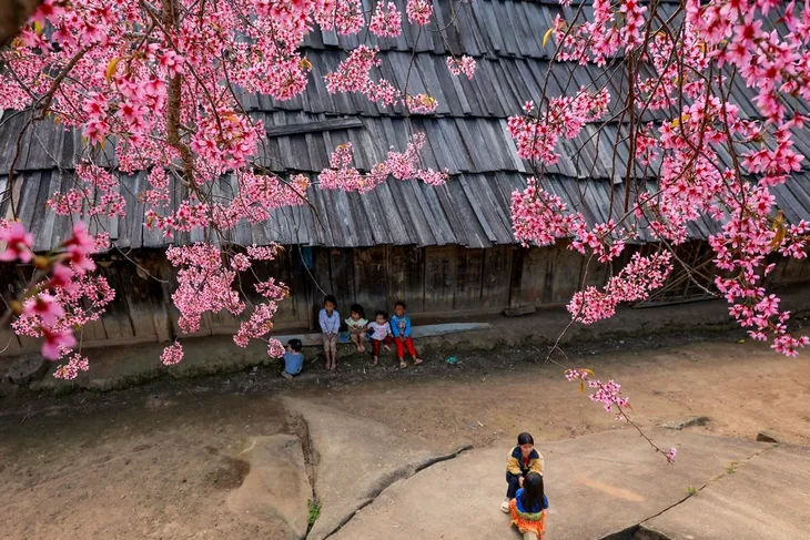 Mùa hoa anh đào bung nở nơi miền biên viễn Nghệ An - ảnh 10