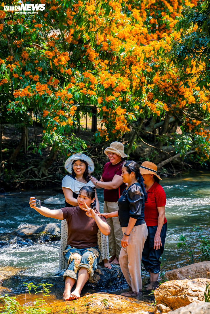 Hoa trang rừng nở rộ - “nàng thơ” của đại ngàn Gia Lai thức giấc - ảnh 10