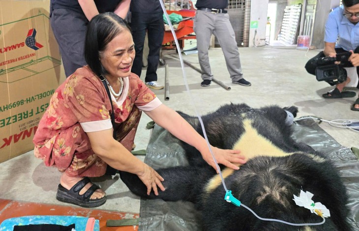 Hải Phòng: Một cá thể gấu ngựa được cứu hộ sau 20 năm nuôi nhốt - ảnh 1