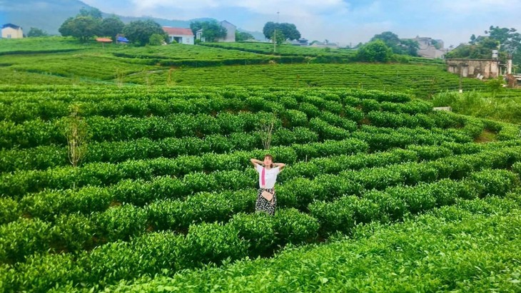 Thái Nguyên nỗ lực phát triển cây chè thành cây trồng tỷ đô - ảnh 3