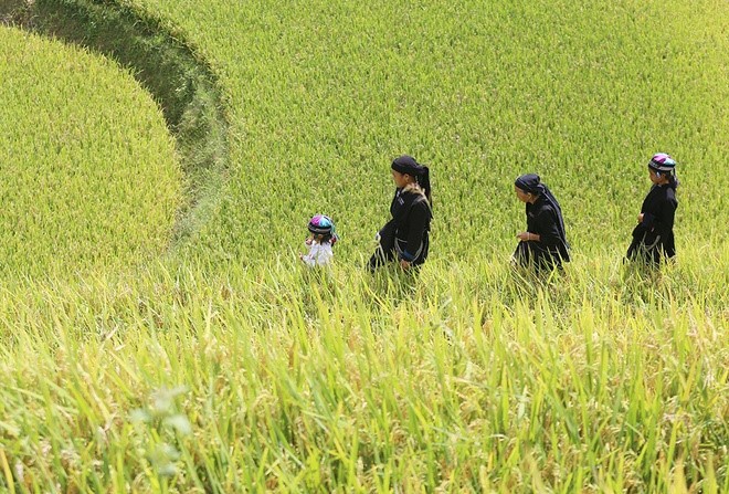 Lyrical rice terraced landscapes of Hoang Su Phi - ảnh 11