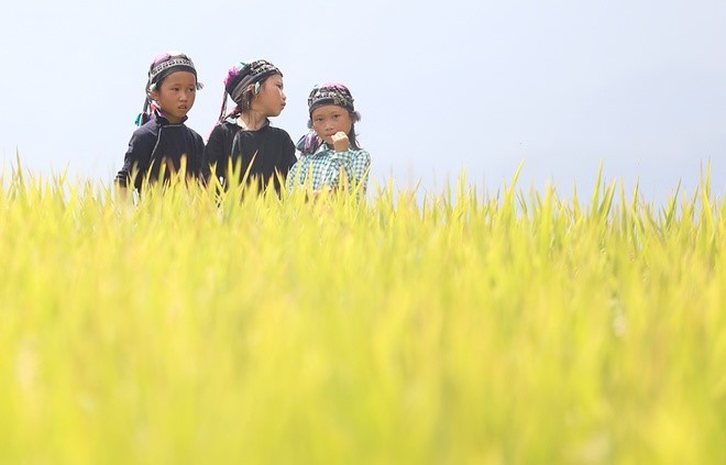 Lyrical rice terraced landscapes of Hoang Su Phi - ảnh 8