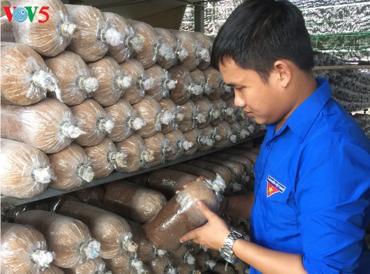 Young man profits from mushroom farming - ảnh 1