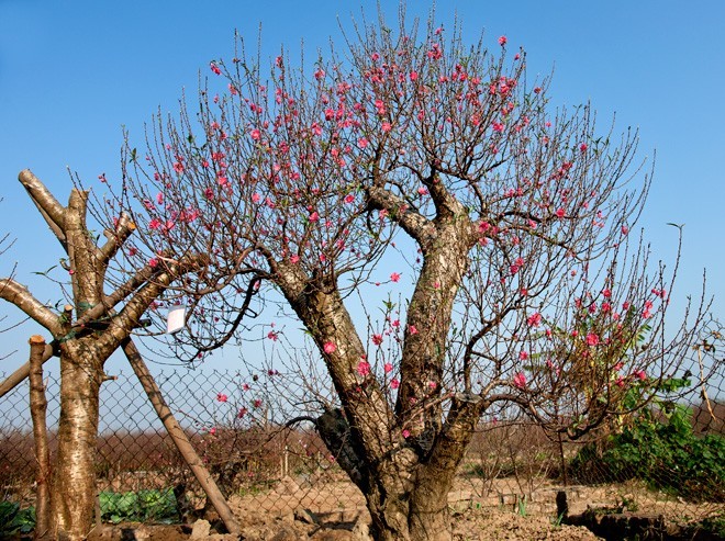 Kumquat, peach blossom market heats up ahead of Tet  - ảnh 1