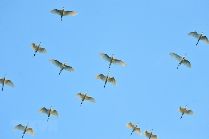 Thung Nham Bird Park – a site for bird lovers - ảnh 7