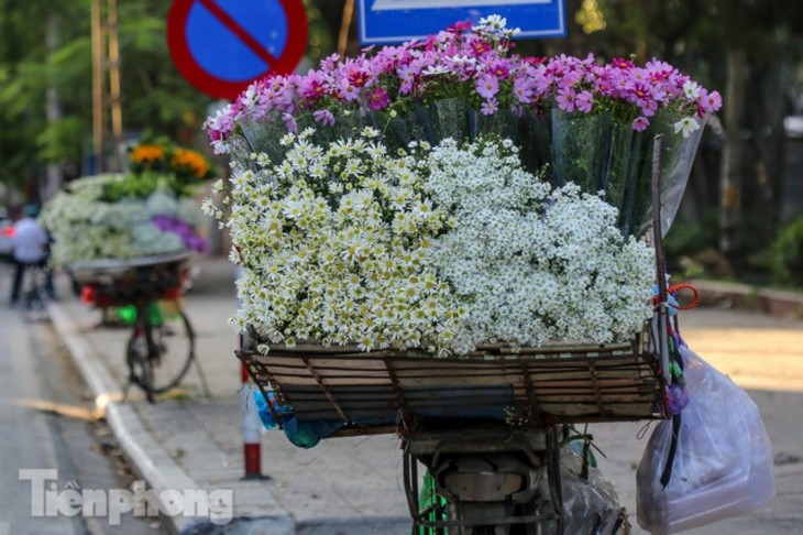 Ox-eye daisies create marvelous scenery on Hanoi streets - ảnh 10