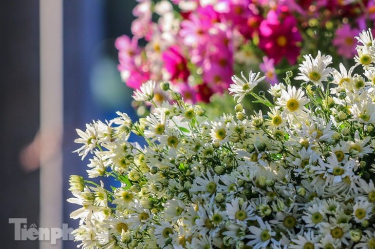 Ox-eye daisies create marvelous scenery on Hanoi streets - ảnh 11