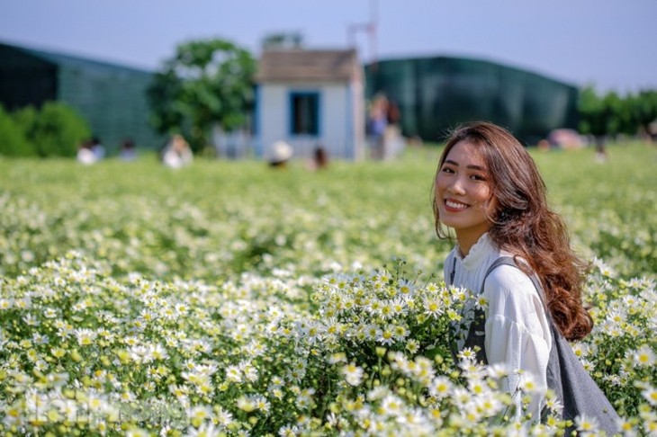 Ox-eye daisies create marvelous scenery on Hanoi streets - ảnh 13