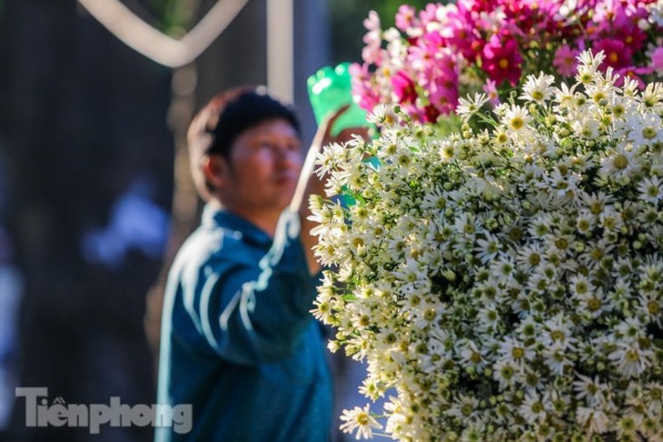 Ox-eye daisies create marvelous scenery on Hanoi streets - ảnh 9