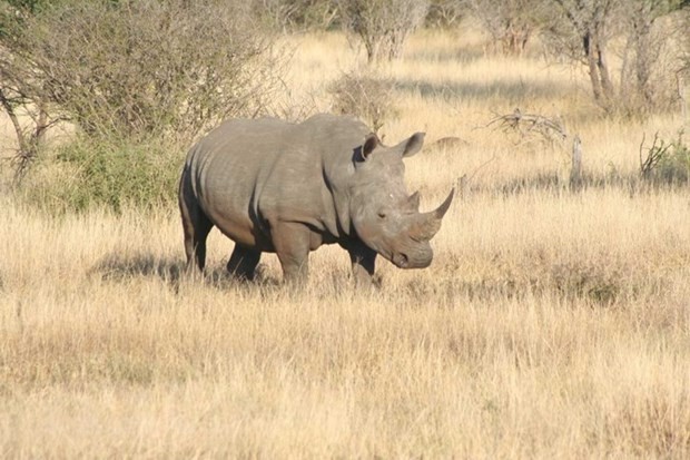 Heartwarming video to reduce rhino horn trafficking takes flight in Vietnam - ảnh 1