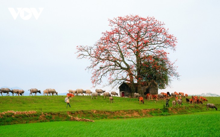 Bombax ceiba in full bloom across Bac Giang province  - ảnh 2