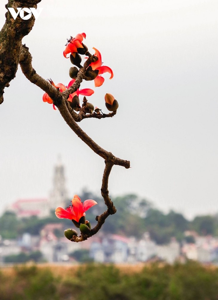 Bombax ceiba in full bloom across Bac Giang province  - ảnh 3