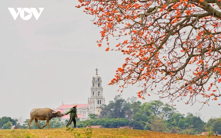 Bombax ceiba in full bloom across Bac Giang province  - ảnh 5