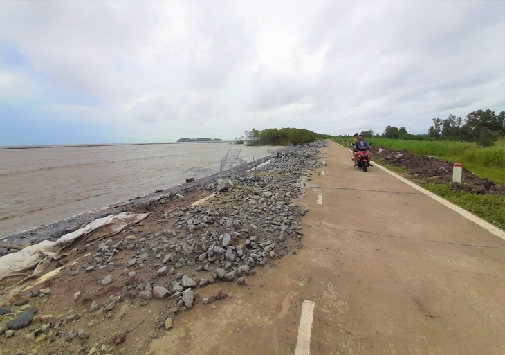 Guardian of Ca Mau’s sea dykes  - ảnh 2