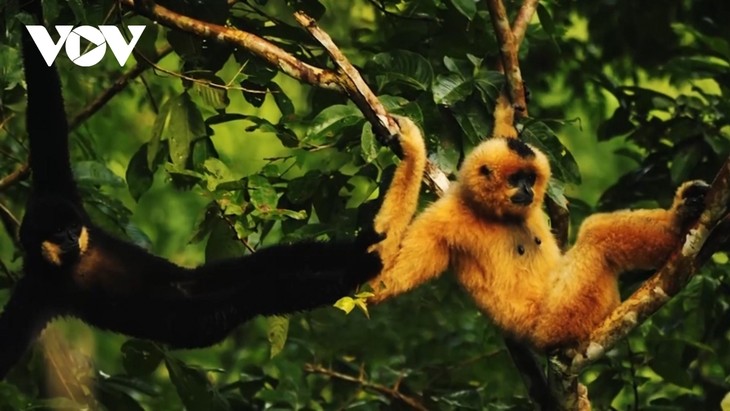 Kon Ha Nung Plateau recognized by UNESCO as Vietnam’s new Biosphere Reserve - ảnh 5