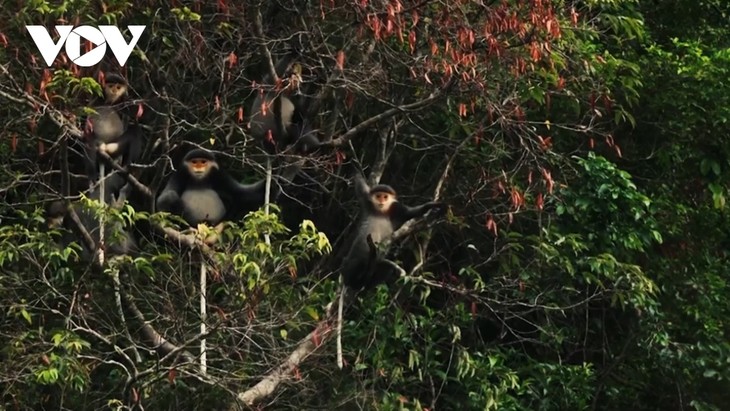 Kon Ha Nung Plateau recognized by UNESCO as Vietnam’s new Biosphere Reserve - ảnh 6