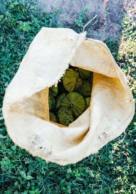 Lotus harvest season in Quang Nam - ảnh 10