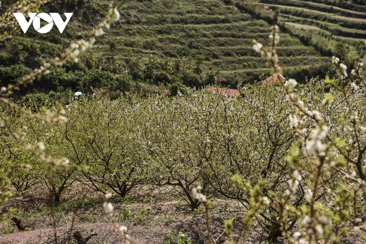 Plum flowers in full bloom in Bac Giang province - ảnh 1