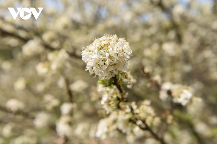 Plum flowers in full bloom in Bac Giang province - ảnh 8