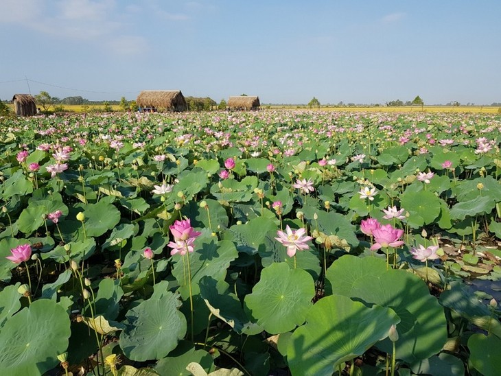 Dong Thap to set a record for 200 lotus-made dishes - ảnh 1